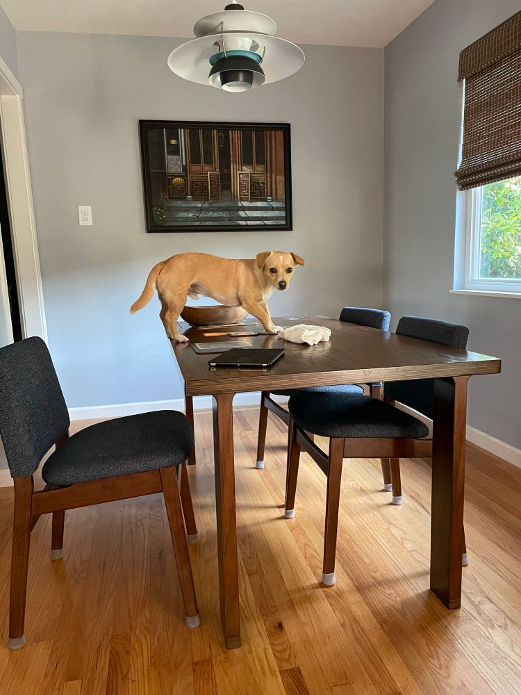 Small mixed breed dog looking guilty caught standing on a dining table
