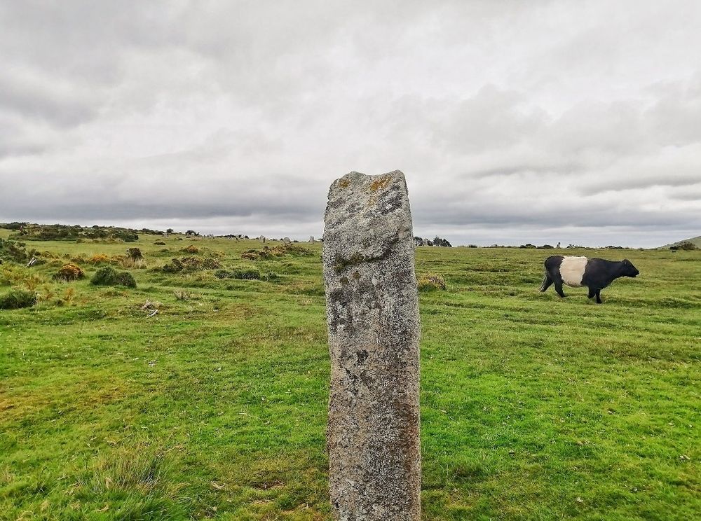 A black and white cow standing behind a Neolithic standing stone at the Hurlers, Cornwall. A very grey, windy sky. Even the cow looks cold. 
