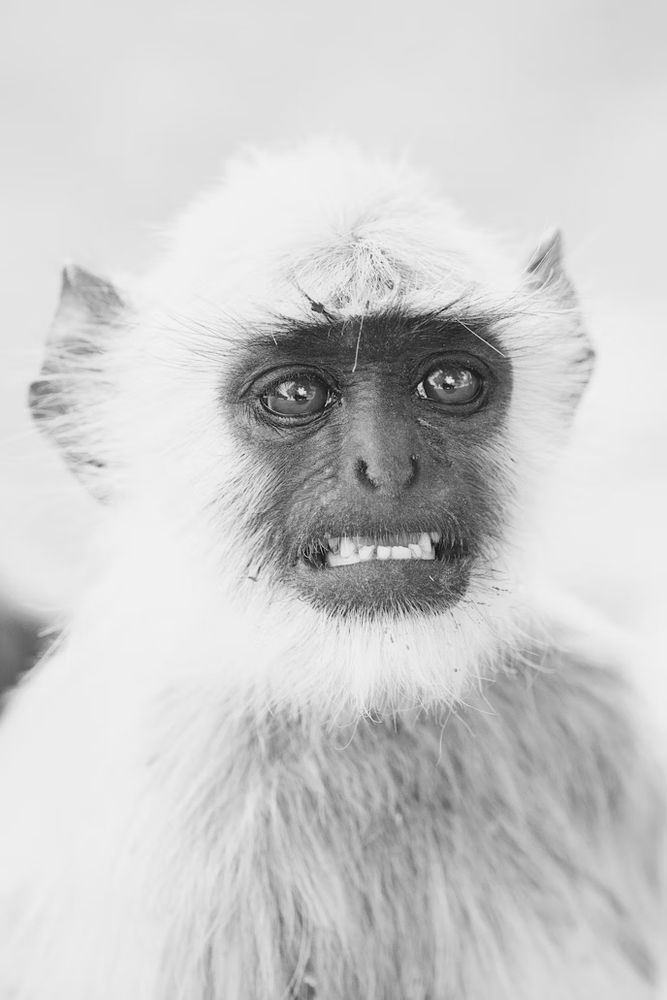 grayscale photo of primate by Vincent van Zalinge