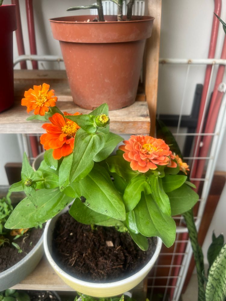 Front shot of a plant, in a yellow pot, with big green leaves , black soil and 3 orange flowers, marigolds