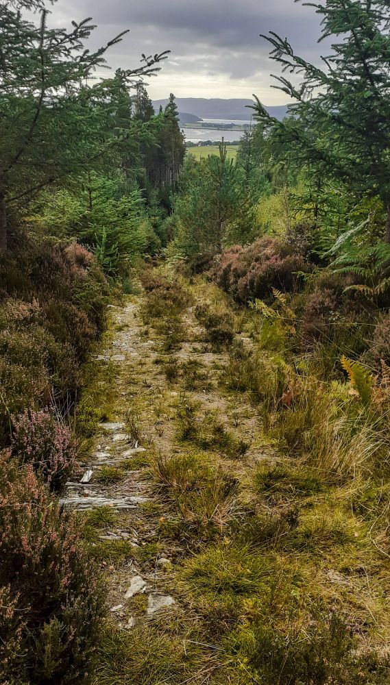 An overgrown footpath above the village of Culrain, looking down to the Kyle of Sutherland, Scotland 