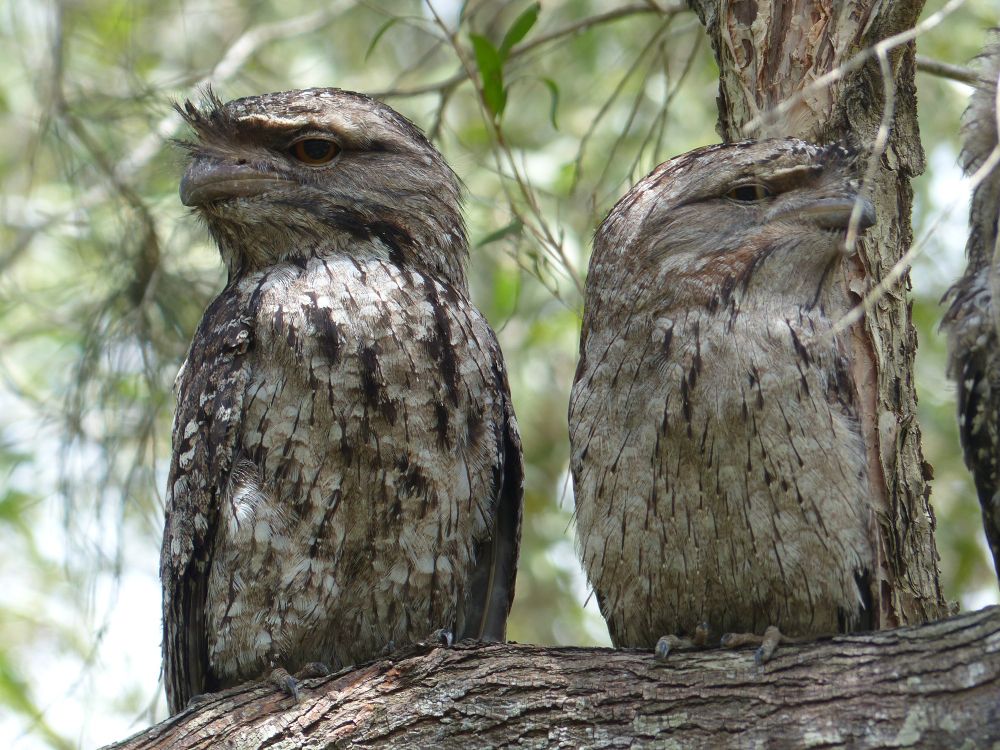 Tawny Frogmouths