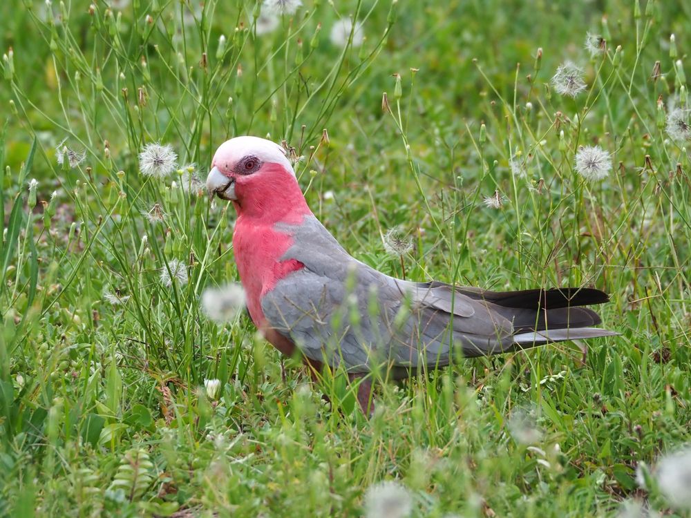 Female Galah