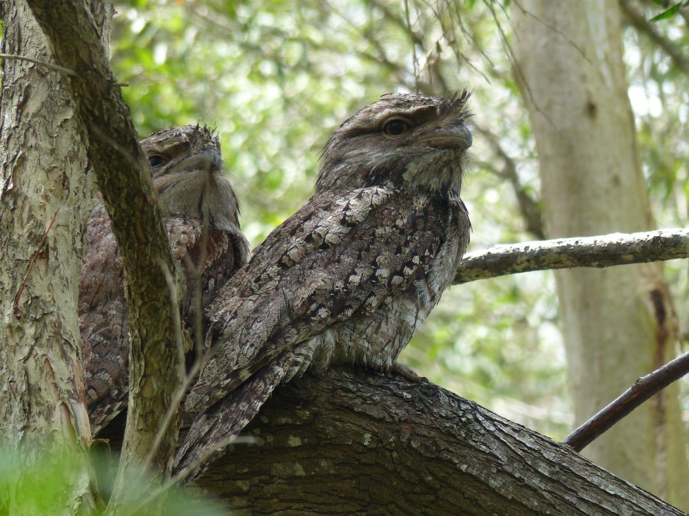 Tawny Frogmouths