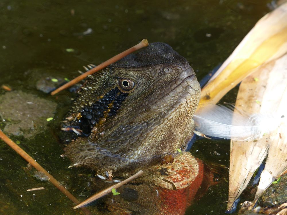 Eastern Water Dragon cooling from the 32 degree heat, in a fountain in Brisbane city centre. I was able to get my camera about 30cm away form him. 