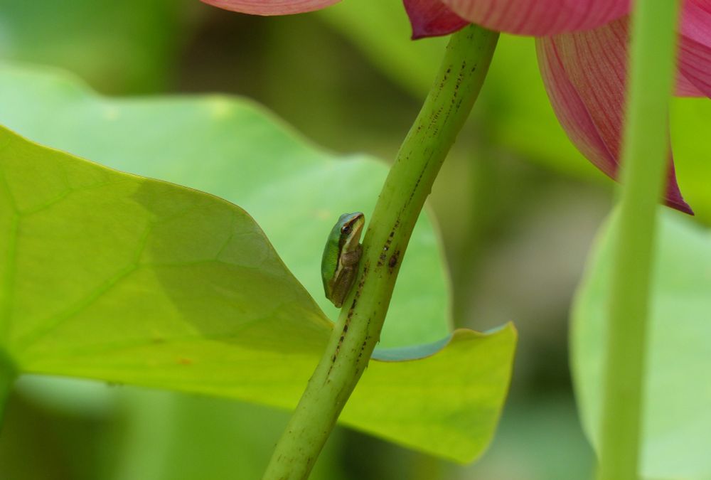 Tiny Eastern Sedge Frog