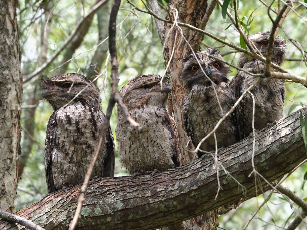 Tawny Frogmouth family