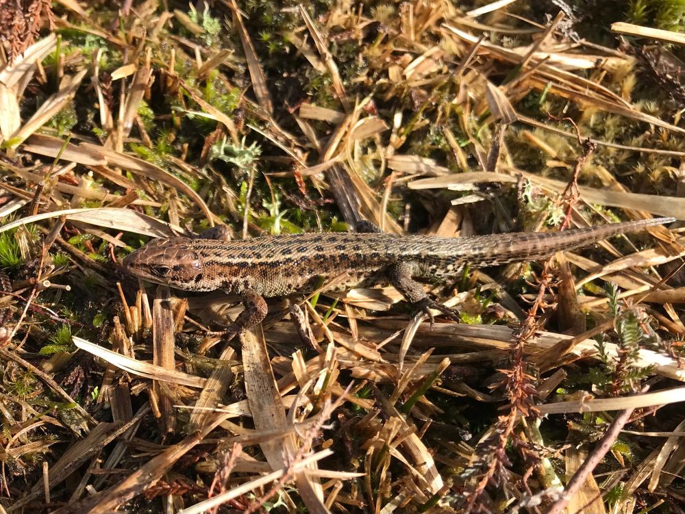 Common Lizard Zootoca vivipara 
