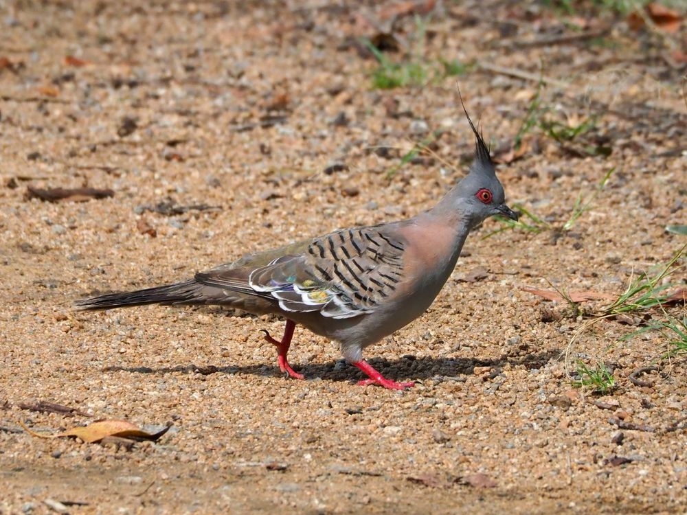 Crested Pigeon