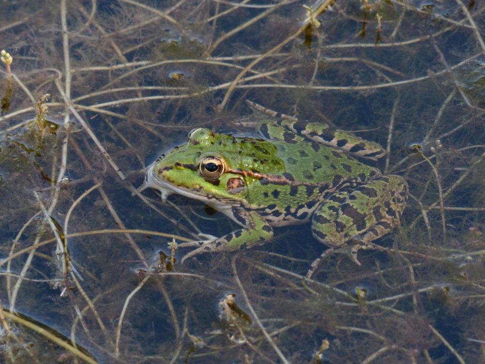 Iberian Water Frog (Pelophylax perezi) in Extremadura, Spain