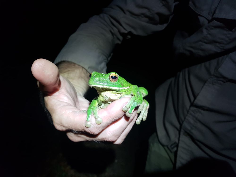 Huge White-lipped Tree Frog (Nyctimystes infrafrenatus) that jumped on to me during a night walk in far north Queensland, Australia