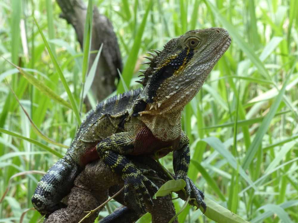 Eastern Water Dragon on a tree branch at Enoggera Reservoir. 