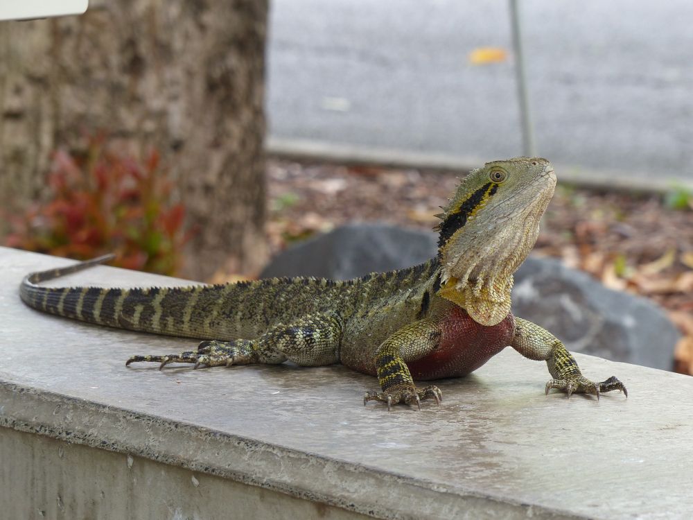 Eastern Water Dragon basking on a park bench in Brisbane. 