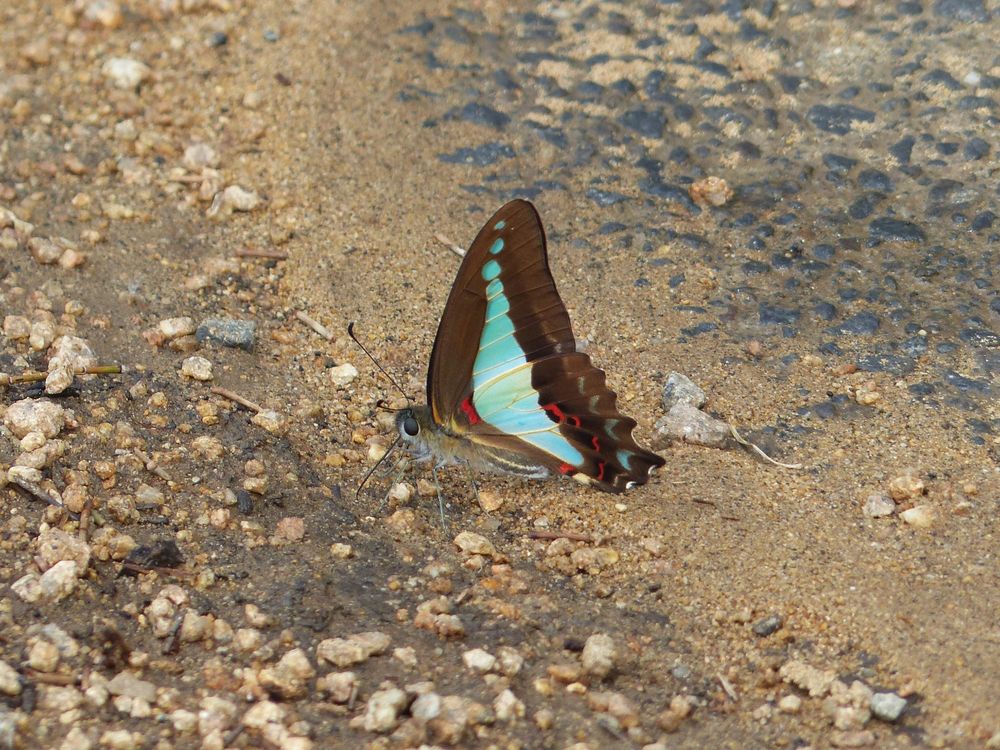 Blue Triangle Butterfly