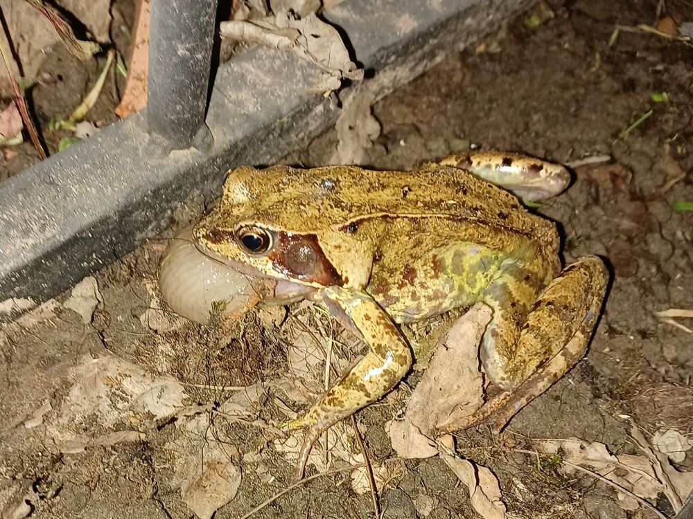 European Common Frog (Rana temporaria) eating a slug, the gardener's friend! 