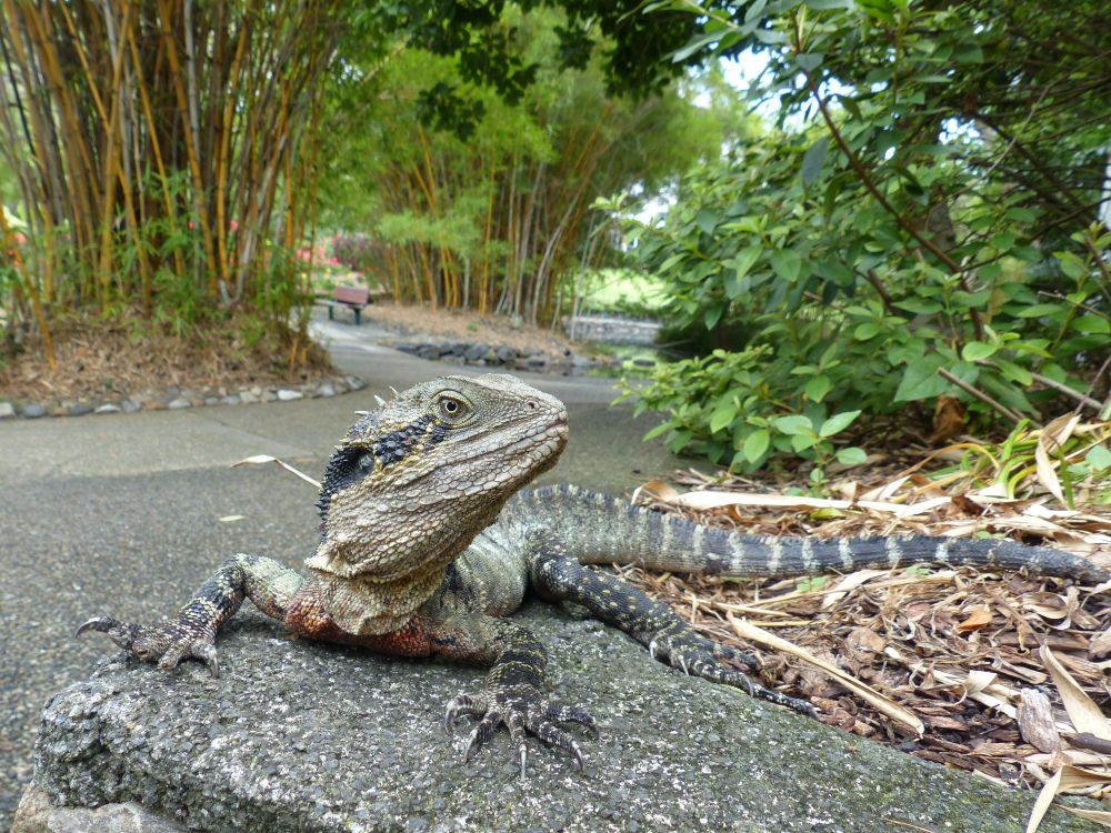 Battle scarred male Eastern Water Dragon at Mt Coot-tha Botanic Gardens, he has a few toes missing. 