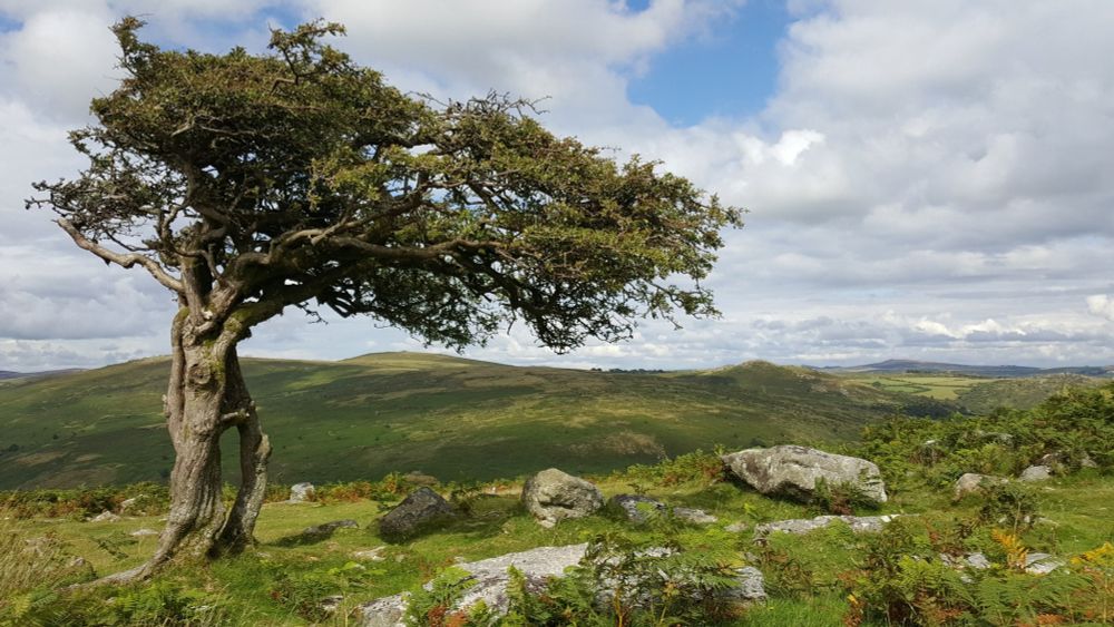Wind-blown tree. Ground is covered by grasses and granite boulders