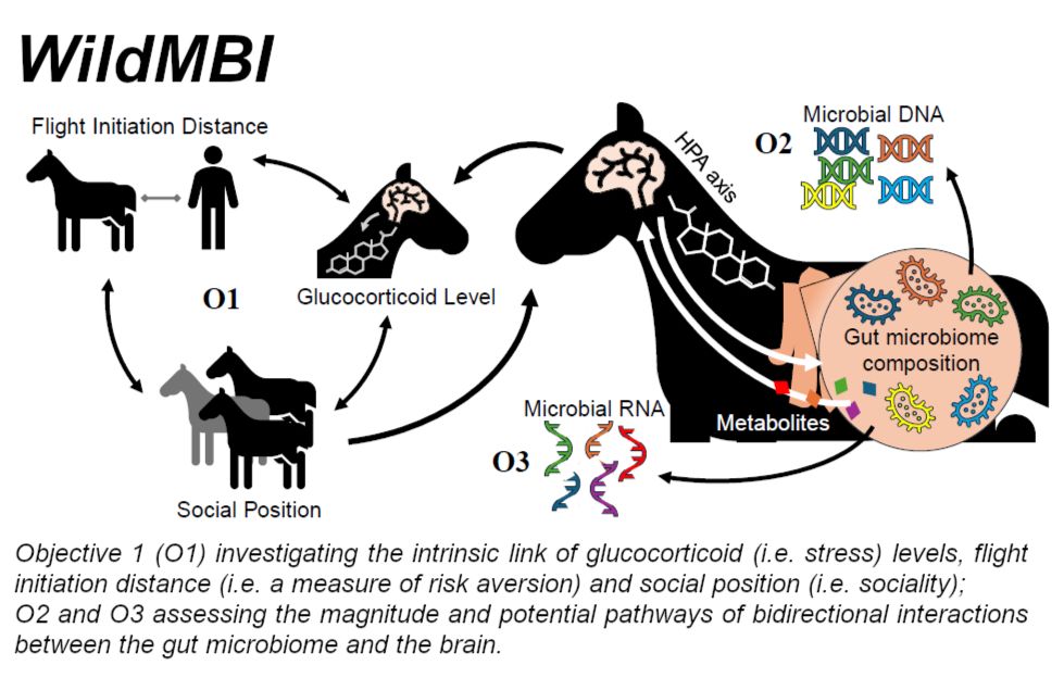 project schematic for WildMBI: Objective 1 investigating the intrinsic link of glucocorticoid (i.e. stress) levels, flight initiation distance (i.e. a measure of risk aversion) and social position (i.e. sociality); Objectives 2 and 3 assessing the magnitude and potential pathways of bidirectional interactions between the gut microbiome (microbial DNA and RNA) and the brain.