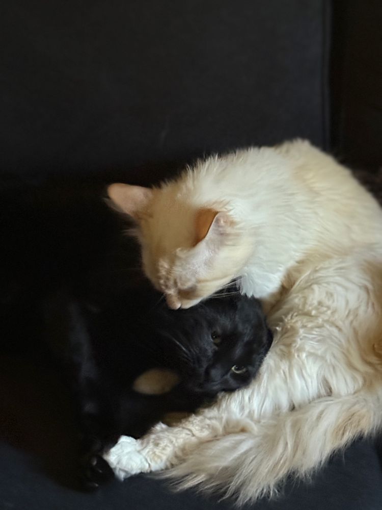 Castile licking my other cat Lucian with his toes spread