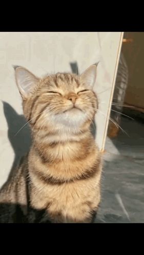 a cat with its eyes closed is sitting on a table