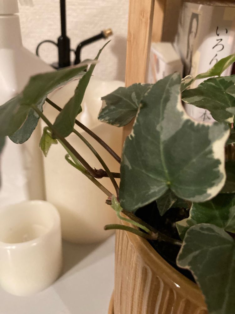 鉢植えのアイビー。黄緑色の若葉が大きな葉の下に見える。