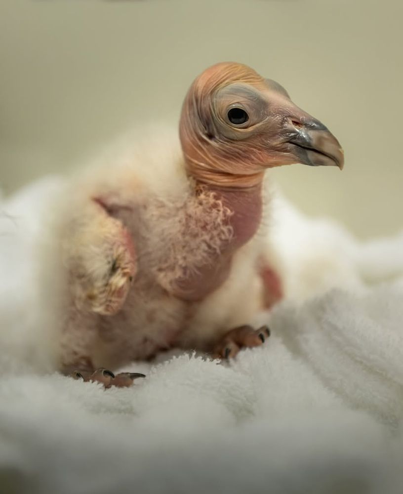 A hatchling condor on a white towel. it has downy feathers and it's head skin is kinda wrinkly