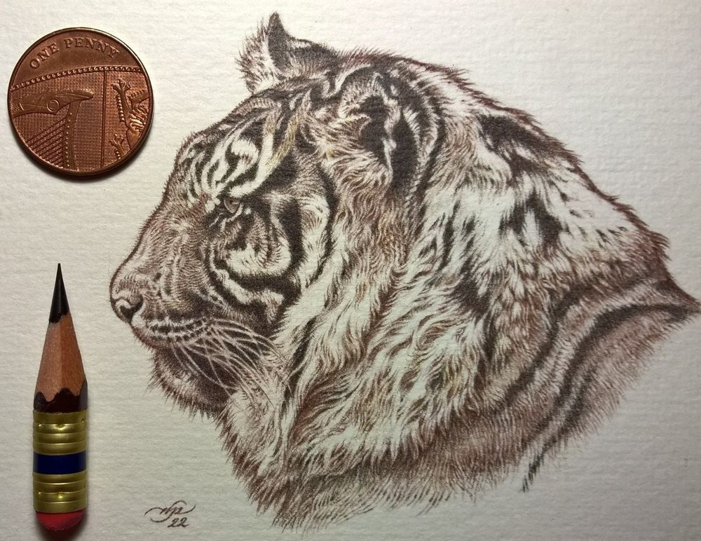 Brown pencil drawing of a tiger's head and neck in profile, facing left. This tiger has an especially thick ruff of neck fur. The drawing is roughly the size of a business card and is intricately drawn with very finely hatched pencil strokes.