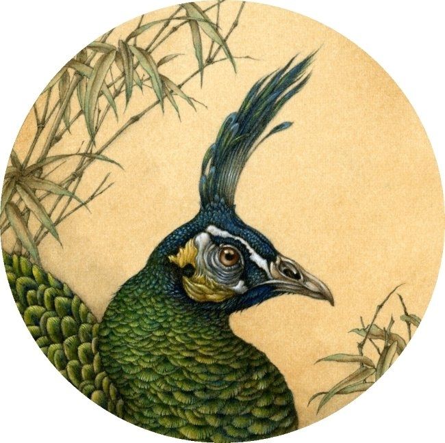 Watercolour painting of the head and neck of a green peafowl in profile, facing right. 