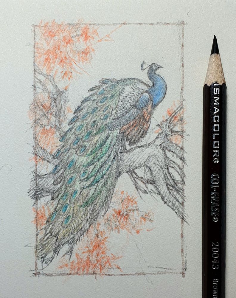 Small thumbnail sketch of a male blue peafowl perched on a branch with hints of orange-red foliage.