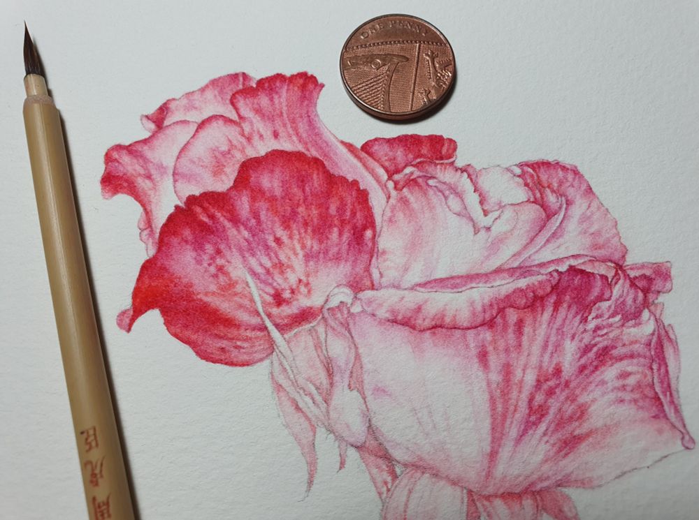 A watercolour study of two roses in progress, in hues of pink and red. 