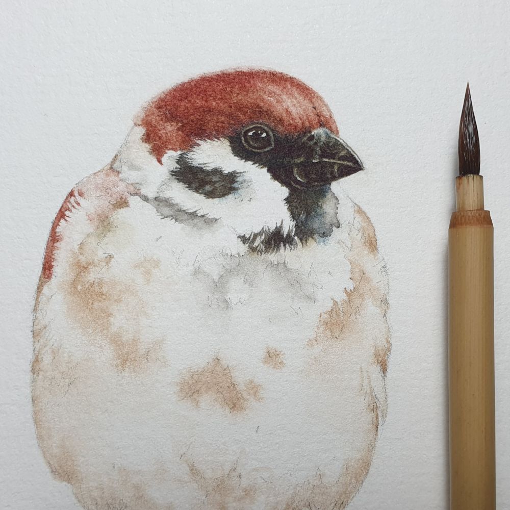 Detail from a watercolour in progress of the head and part of the torso of a house sparrow.