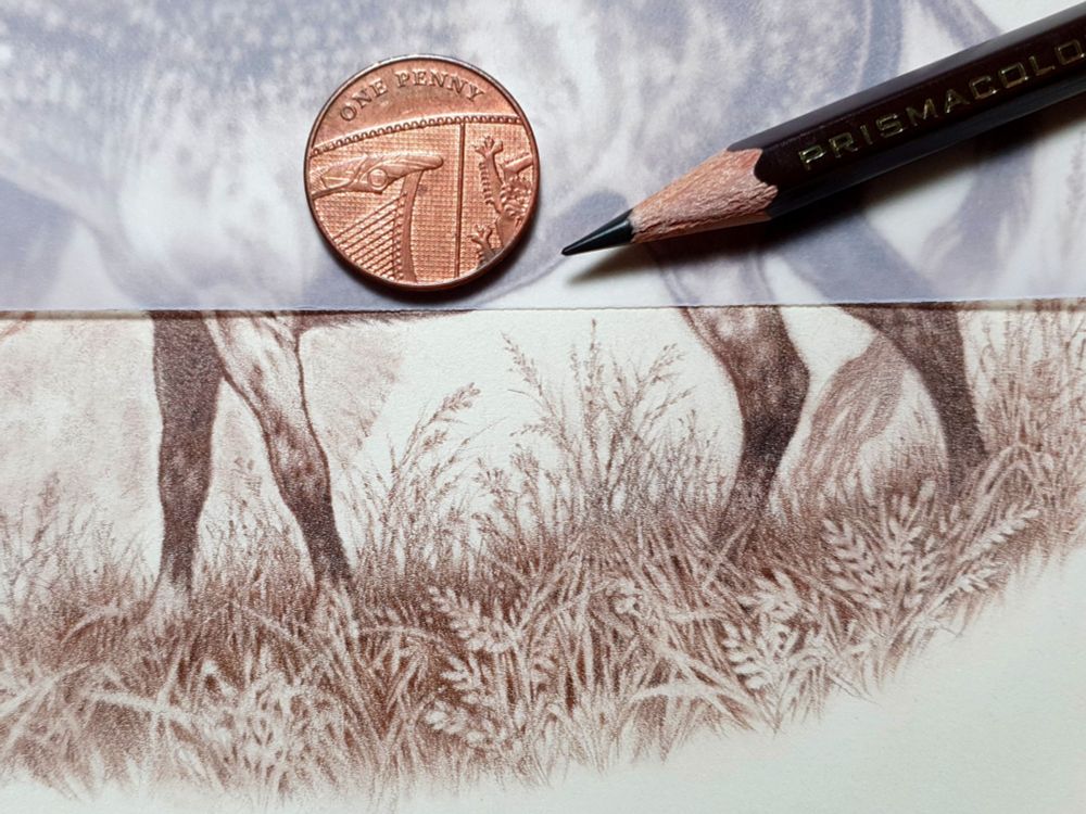 Detail from a work in progress. A patch of long grass beneath the legs of an equine-like creature drawn in brown pencil. The technique has more to do with the dark areas between and around the blades of grass than in delineating the grass itself. The overall piece is small and intricate. 