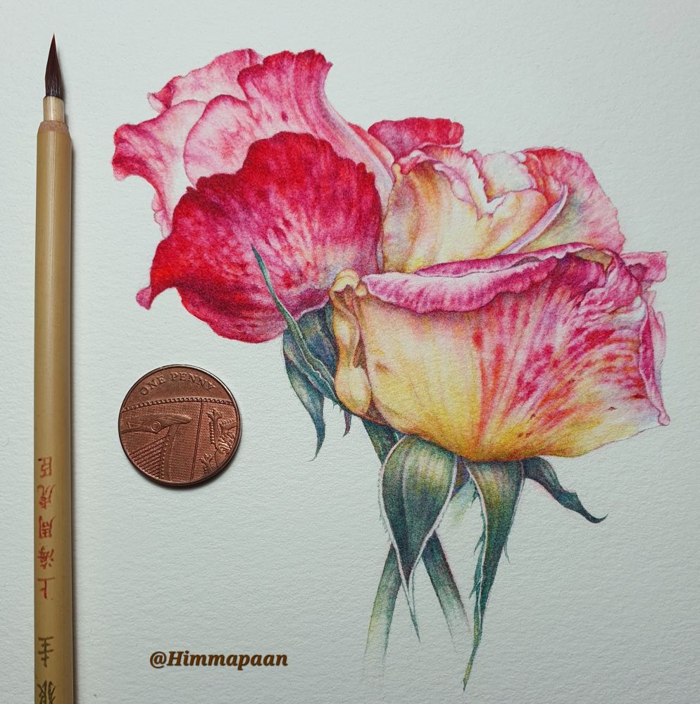 Watercolour painting of three roses, one, pink and deep red; the other two, a pale yellow with deep pink petal edges and almost variegated pink speckling. 