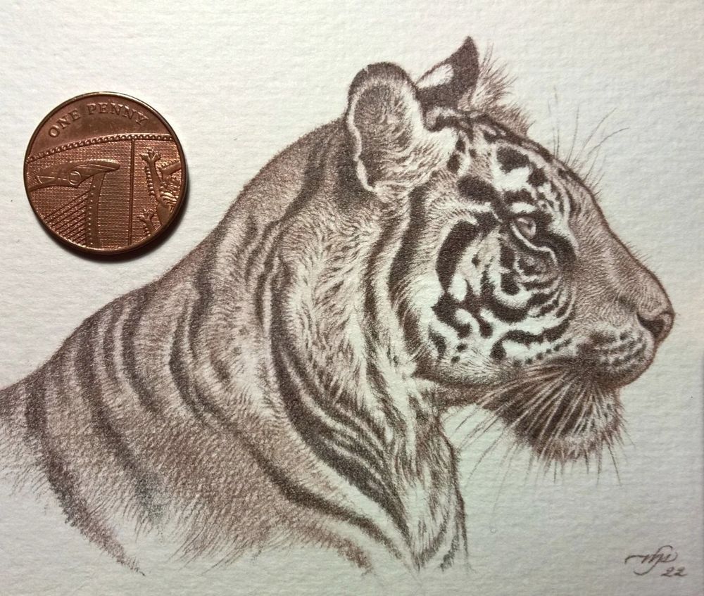 Brown pencil drawing of a tiger's head and neck in profile, facing right. This tiger is a leaner, shorter-haired individual. The drawing is roughly the size of a business card and is delicately drawn with very finely hatched pencil strokes.