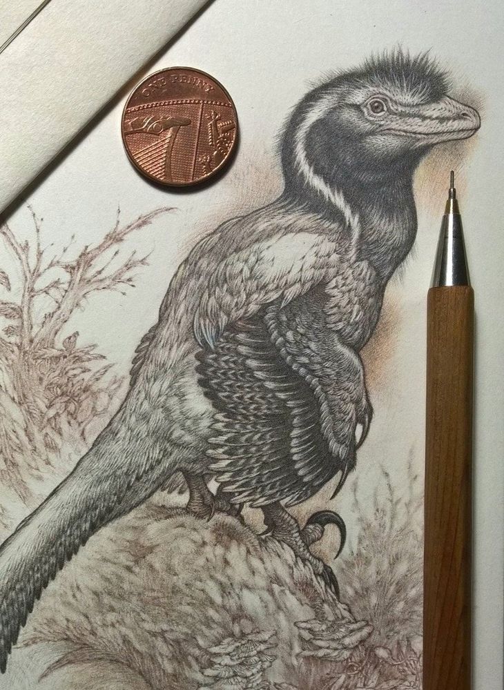Detail from a drawing in brown and graphite pencils of a Deinonychus standing on a broken tree trunk. Deinonychus is one of the most famous dromaeosaurs: feathered theropod dinosaurs that are perhaps most readily likened to ground dwelling predatory birds, but with a theropod snout instead of a beak. One of their most distinctive features is the large, sickle-shaped claw on their second toe. The drawing is detailed and intricate, and is photographed with a penny for scale, and one of the pencils it was drawn with. 