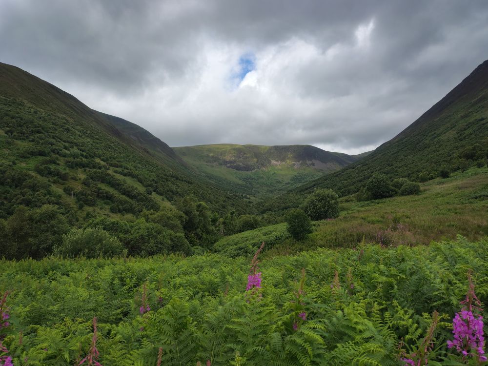 View up the glacial valley at Carrifran in the southern uplands showing naturalistic tree planting with bracken and pink willowherb flowers in the foreground 