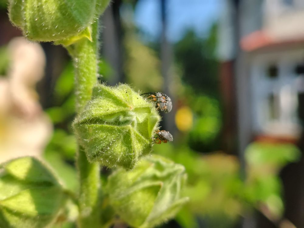 Two pairs of grey weevils with orange legs mating on a hollyhock bud. The female on the bottom of each stack has a remarkably long nose