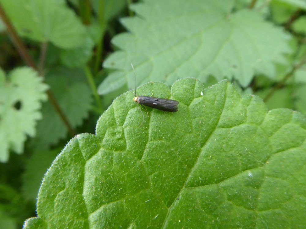 Yellow Cap, Spuleria flavicaput. A small black moth with a yellow head.