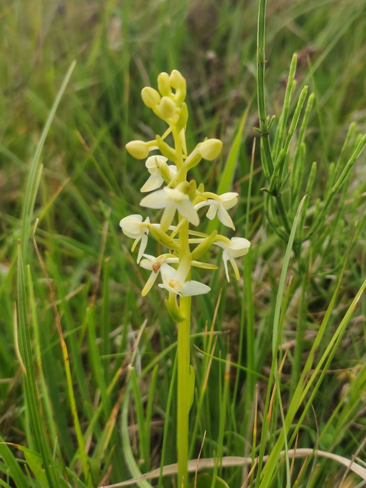 A delicate orchid with a pale green stem and crey flowers