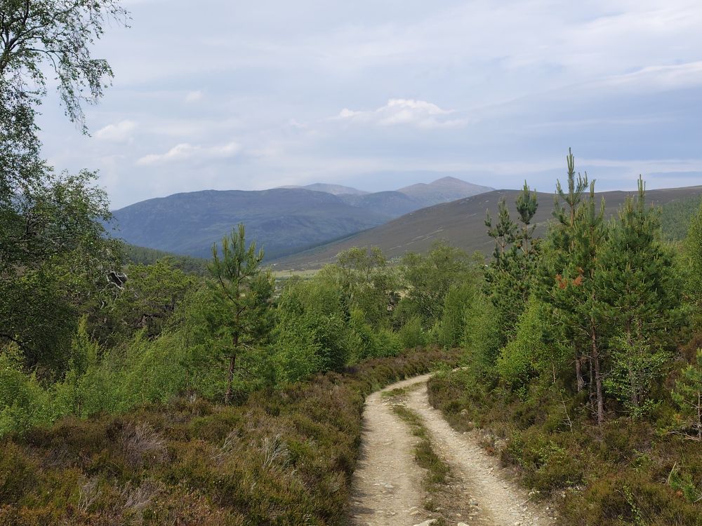 View of a dirt track leading through low trees to mountains beyond 