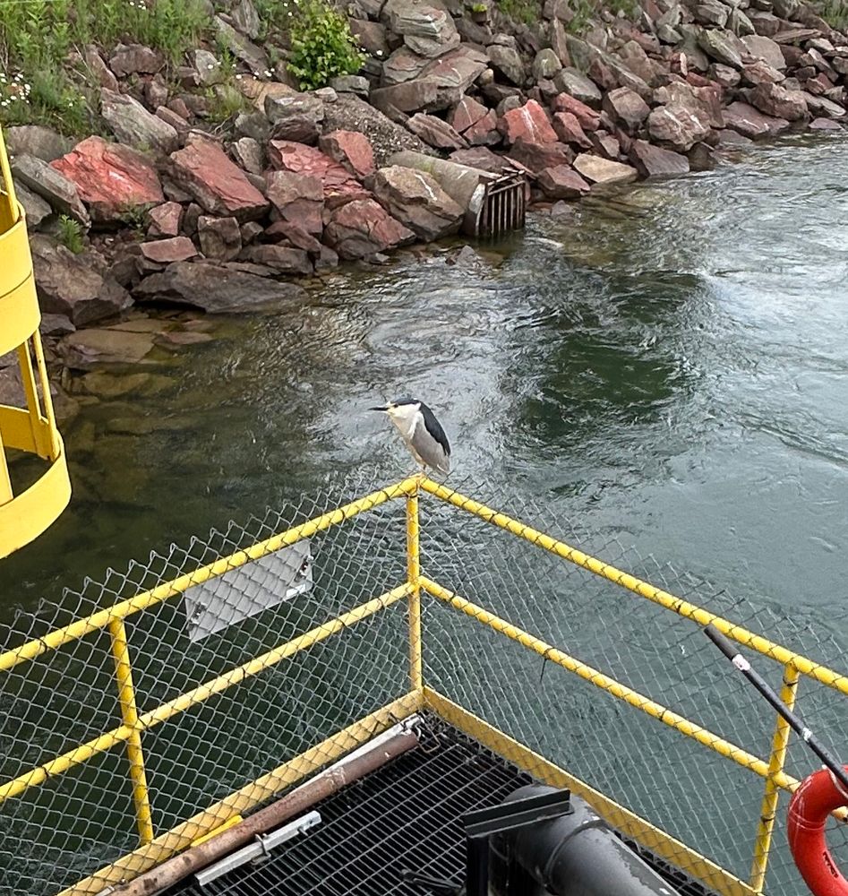 A big bird with a dark grey cap and wings, white chin, light grey belly and long dark beak sits on a yellow fence above swirling water. 