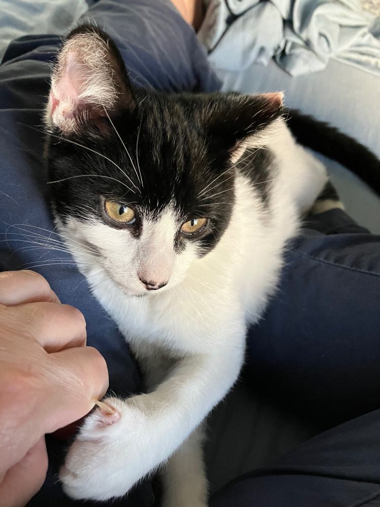 Oscar, one of my foster kittens, has a black mask and white underparts. He is resting on my lap with one claw delicately piercing my finger. He is relaxed and at east. I am less so, because that tiny claw is sharp.