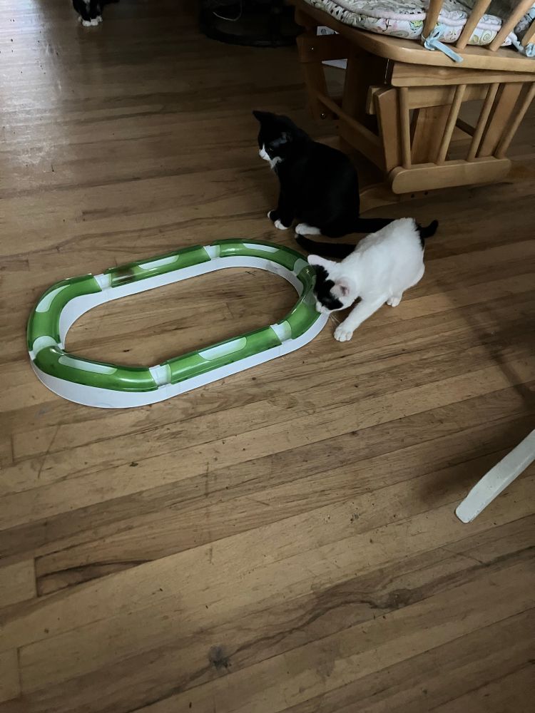 A tuxedo kitten and a white kitten with black mask and tail ( and two black spots you can’t see in this picture) play with a green and white ball track. They are mighty hunters, focusing intently on their prey (a rattling red ball). They will defeat it soon, adding it as a trophy to their wall. In the far distance, you can see the white paws and black body of their elderly uncle, 17 1/2 year old Jake. Baby cats are set for adoption next weekend. Resisting foster fail…