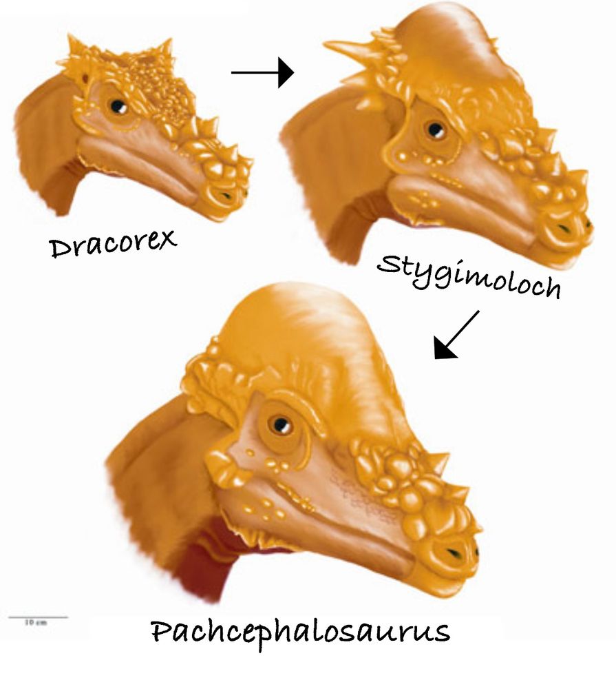 A picture showing the potential growth of a dinosaur from Dracorex to Stygimoloch, to Pachcephalosaurus. 