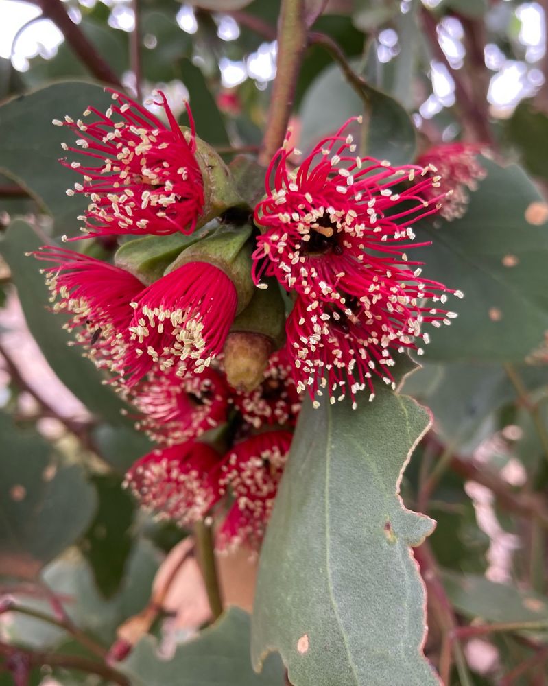 Eucalyptus vesiculosa flowers