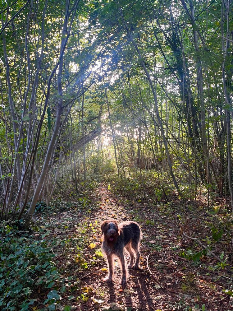 Félix at sunset in the forest 