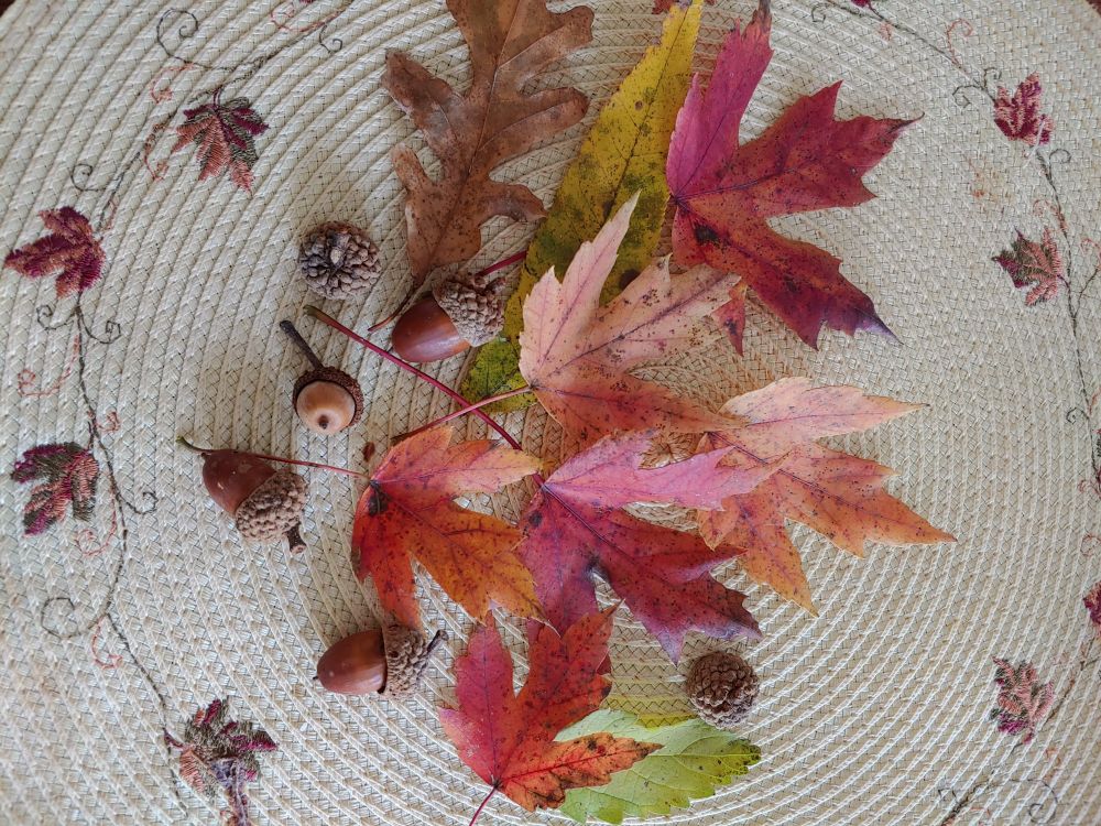 Photo (by me) of a group of fall leaves and some small acorns arranged on a woven placement.