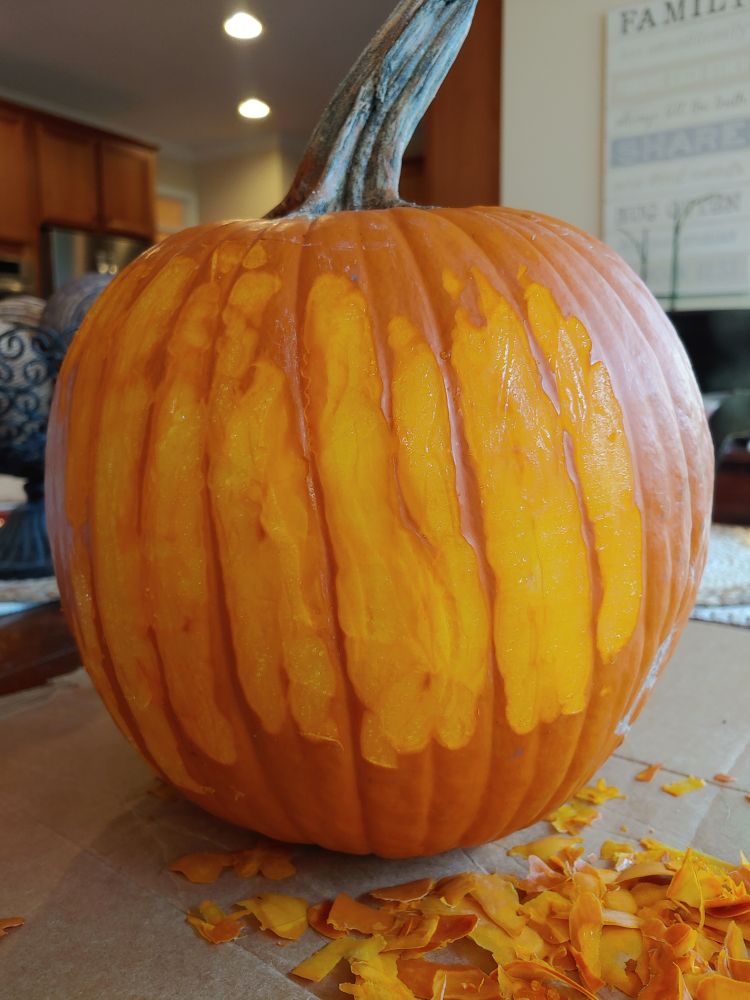 Photo (taken by me) of a pumpkin being prepared to be sculpted. Pieces of rind surround the pumpkin.