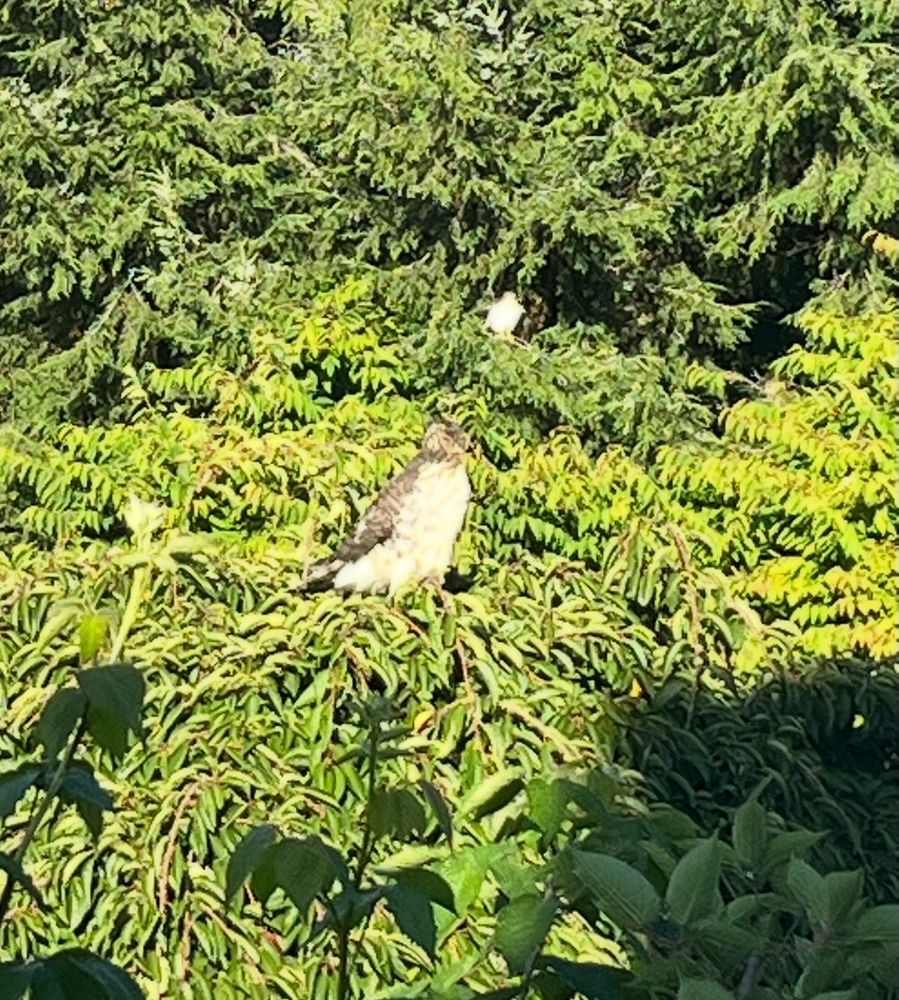 This pair of hawks always travels here together, but perch on different trees. “Hawkeye” likes the ornamental cherry tree in the right, but “Madge,” (seen in back) usually heads to the viburnum or fir trees. 