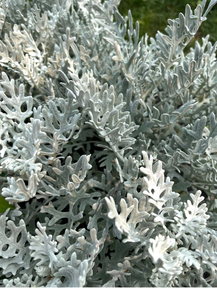My Dusty Miller comes back stronger and fuller every year. 